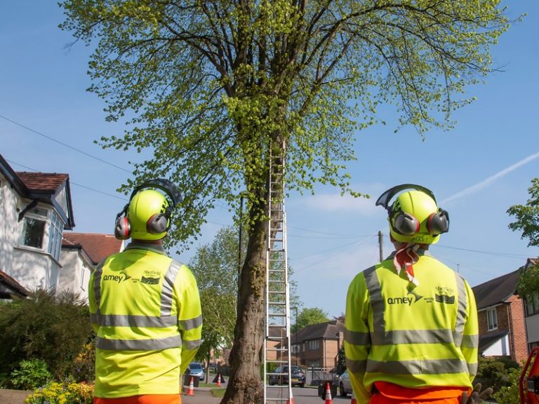 Sheffield becomes first city in Europe to take part in new pilot for urban tree management certification