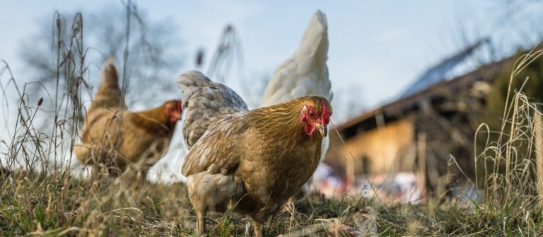 Egg producers fear supermarkets are squeezing them out of business