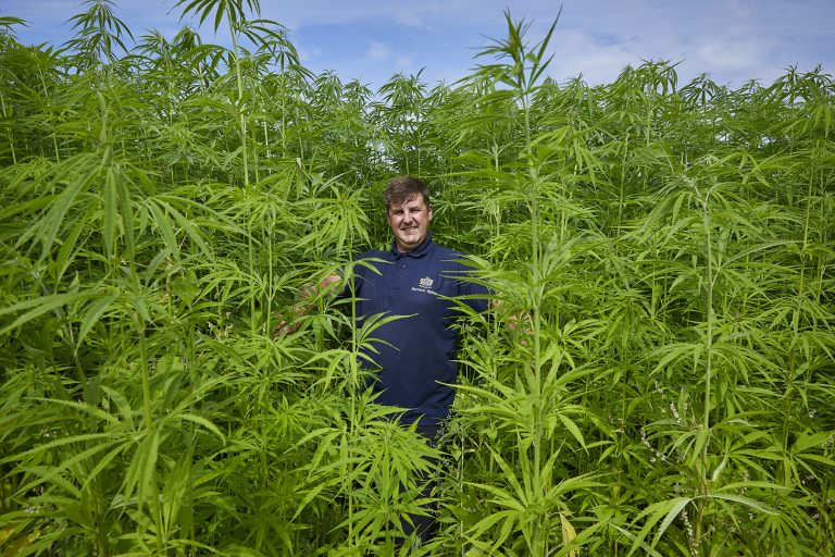 Bed maker becomes UK’s largest hemp grower following North Yorkshire farmland expansion