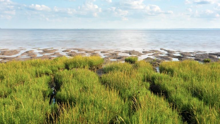Ørsted plans to invest more than £2.5m in Humber biodiversity programme