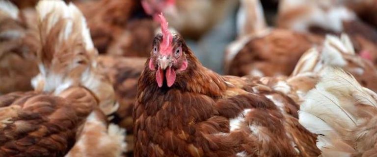 NFU urges farmers to seek alternative delivery methods as Post Office workers strike