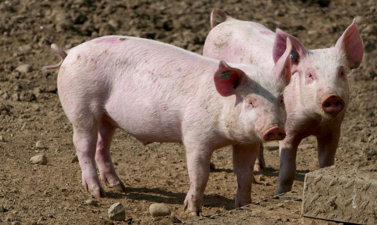 New rules will protect UK’s pork industry, says Government minister