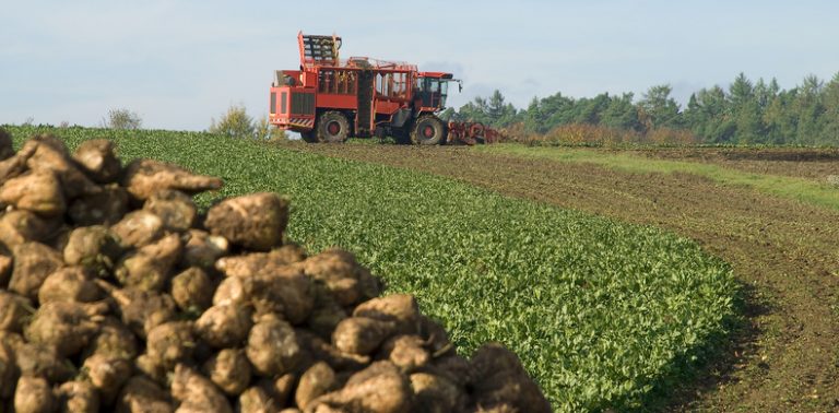 UK sugar beet farmers get green light for limited pesticide use