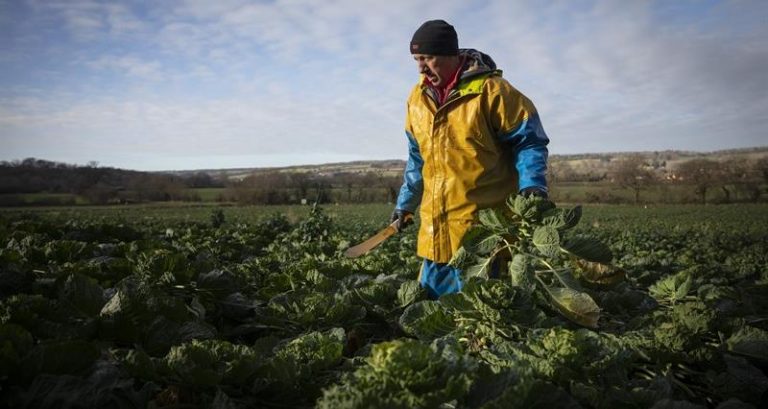 Seasonal workers’ pay to return to National Living Wage from April, farmers told