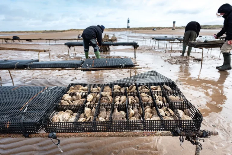 Ørsted works with Wildlife Trusts to restore the Humber’s marine environments