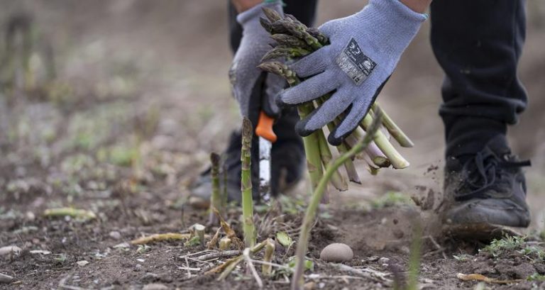 Independent labour review urges action to help farmers get necessary workers