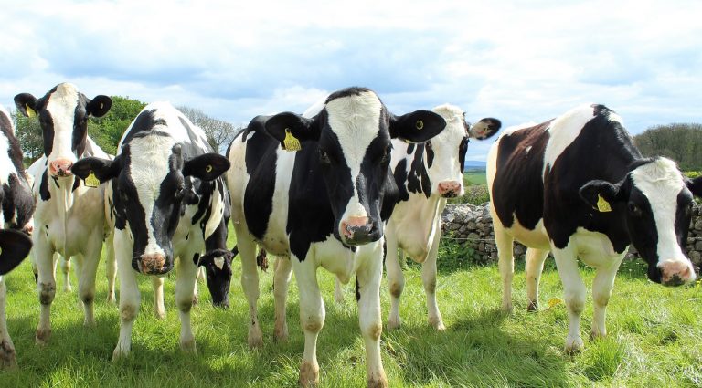 Farmers to get more powers and security over dairy pricing