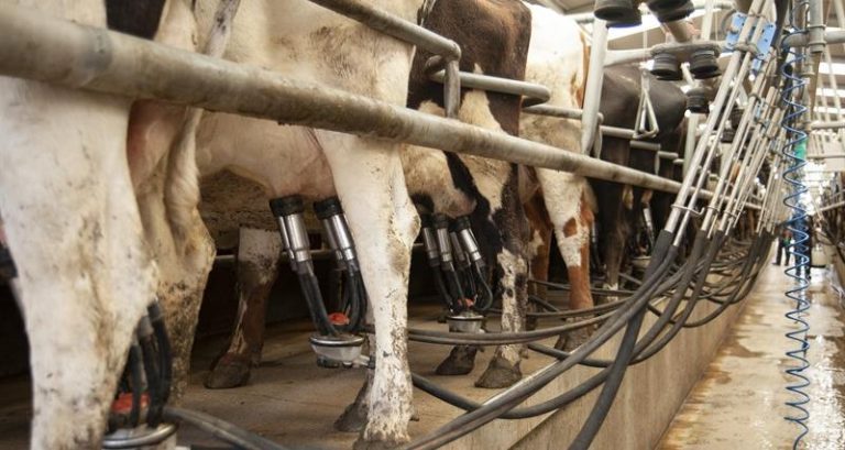 Dairy farmers to get new rules over contracts, says Government
