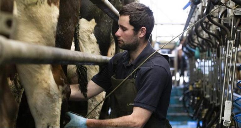 One in ten dairy farmers ‘likely’ to stop milk production within two years