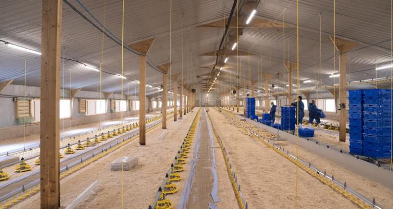 Egg production under threat because there’s no money in it, farmers tell NFU