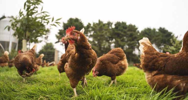 Pig and poultry farmers required to produce climate change risk assessments