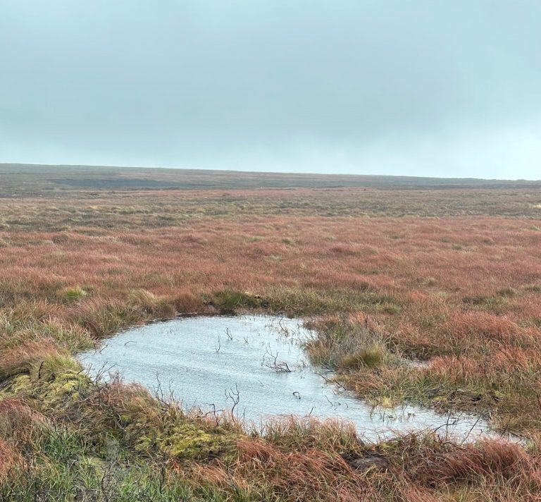 Pioneering peatland project completed