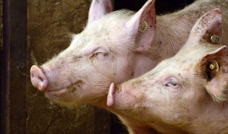 UK introduces ban on exporting of live animals