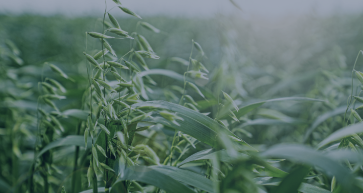 Research aims to boost farmers’ arable profits by converting air pollution into fertiliser