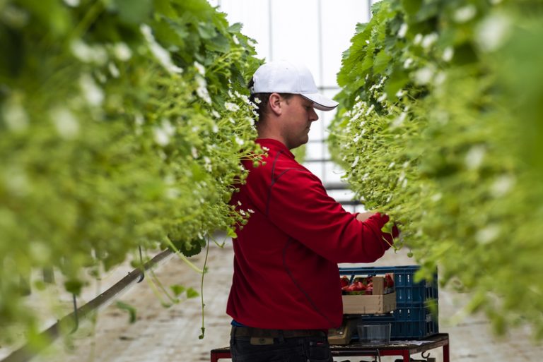 Government announces plans for 45,000 seasonal worker visas