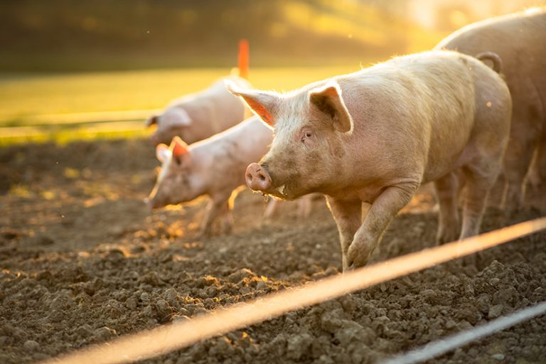Cranswick acquires East Yorkshire pig genetics company