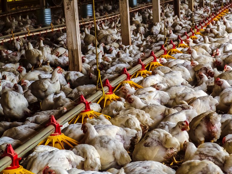 Bird flu case triggers renewed scrutiny on biosecurity compliance